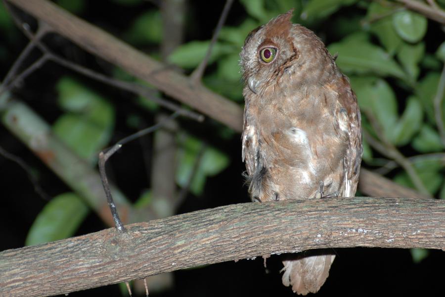 Pemba Scops Owl