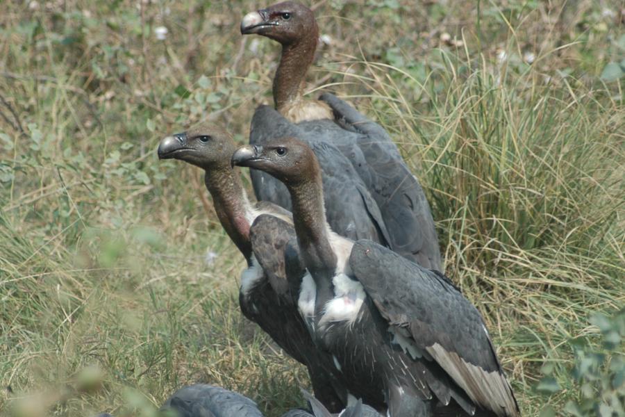 White-rumped Vulture
