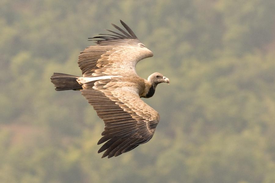 Long-billed Vulture