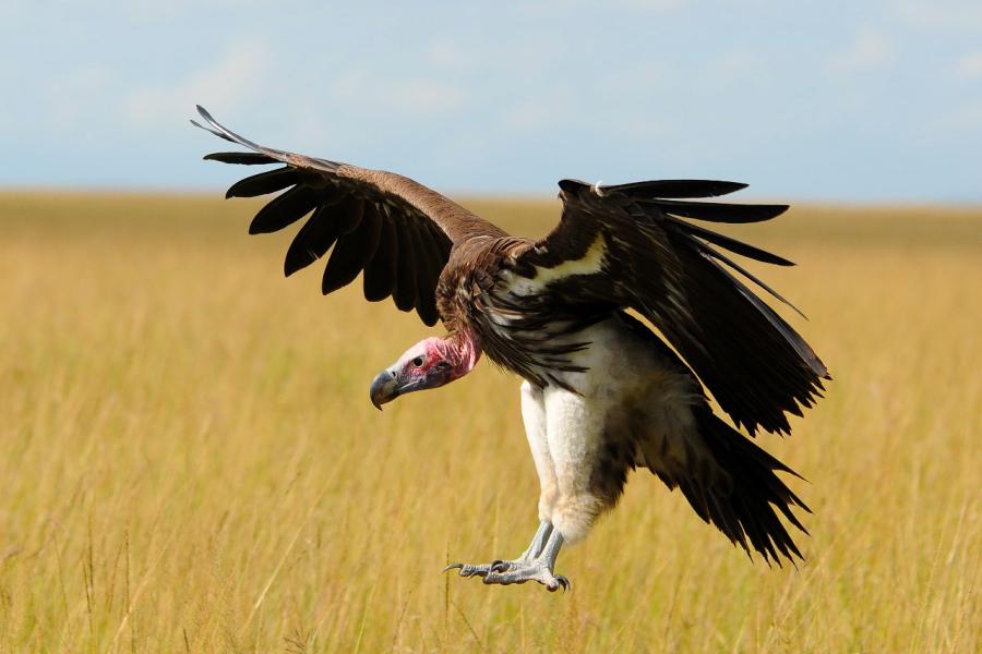 Lappet-faced Vulture