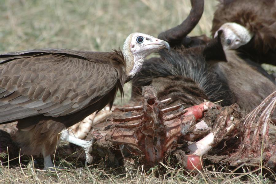 Hooded Vulture