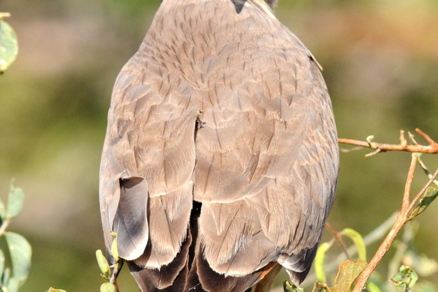 Grasshopper Buzzard