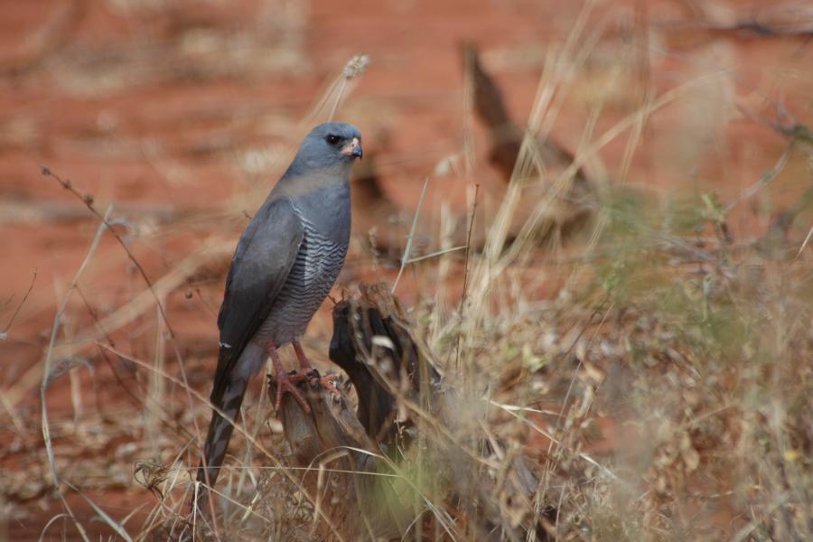 Gabar Goshawk