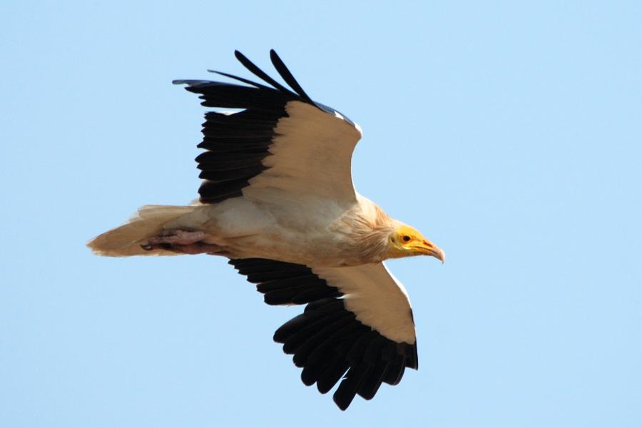 Egyptian Vulture