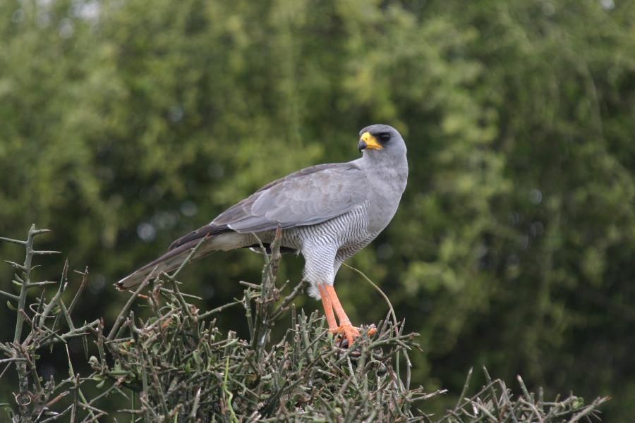 Eastern Chanting Goshawk