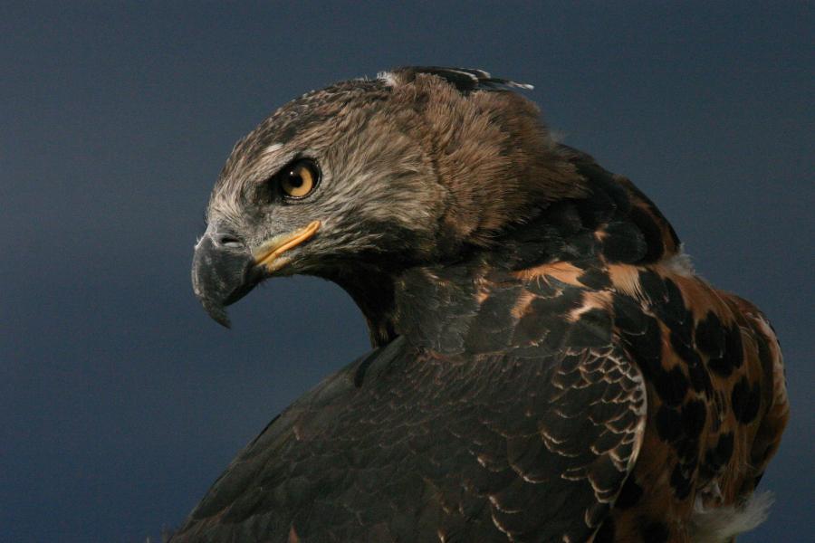 Crowned Hawk-eagle