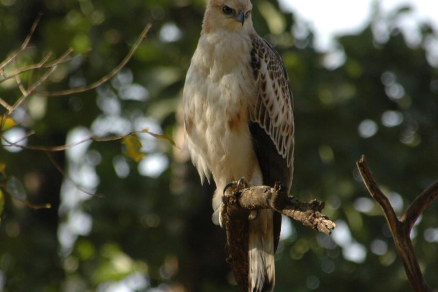 Crested Hawk-eagle