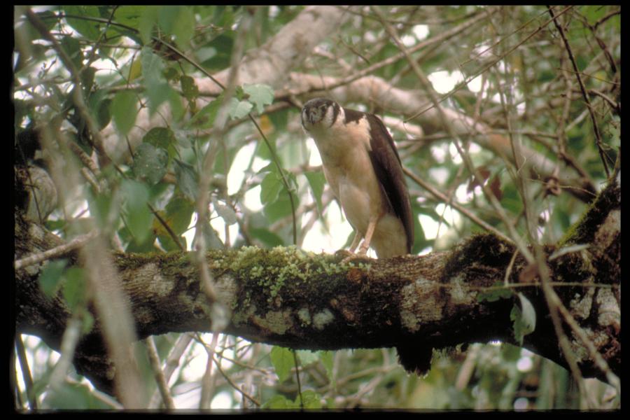 Collared Forest Falcon