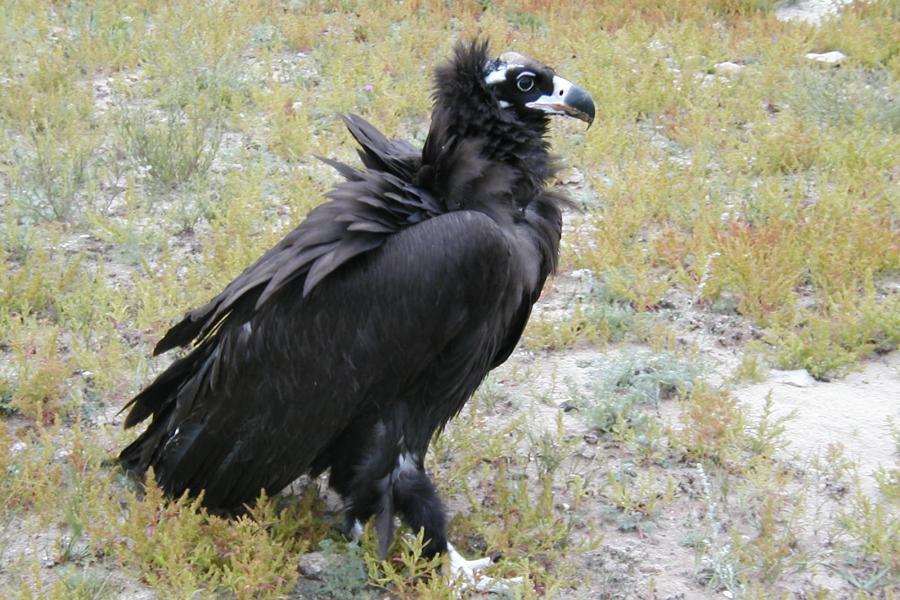 Cinereous Vulture