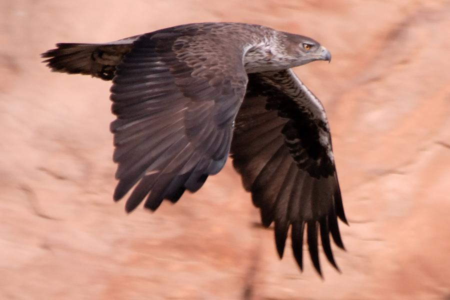 Bonelli's Eagle in flight