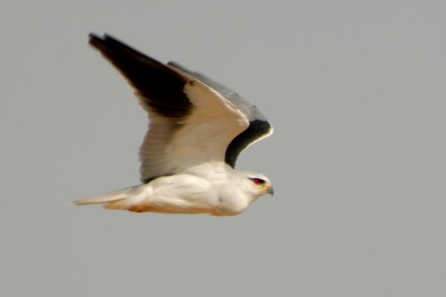 Black-shouldered Kite