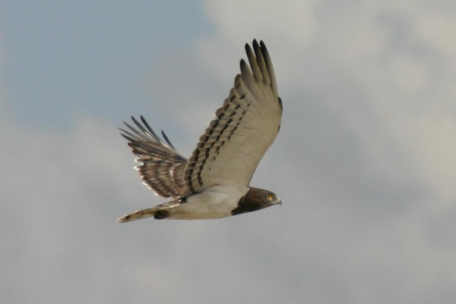 Black-breasted Snake Eagle