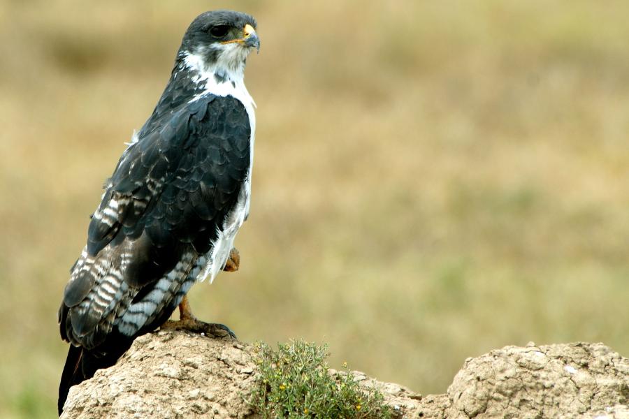 Augur Buzzard