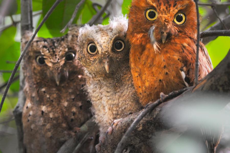 Sokoke Scops Owl