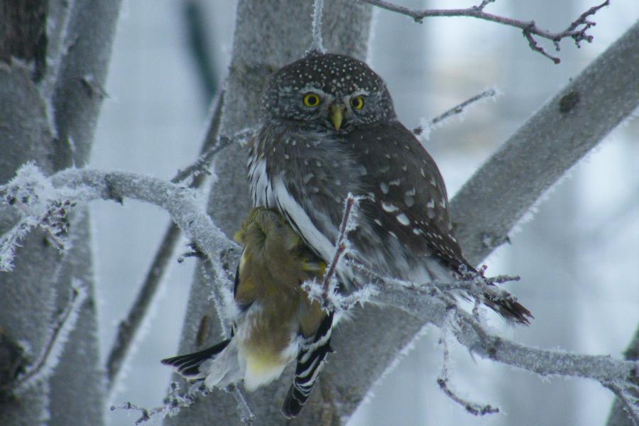 Northern Pygmy Owl
