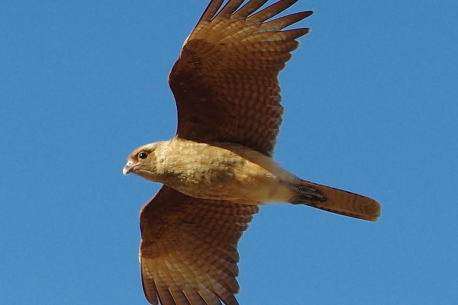 Chimango Caracara