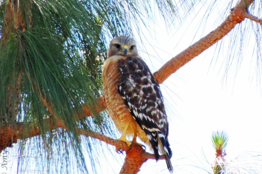 Red-shouldered Hawk