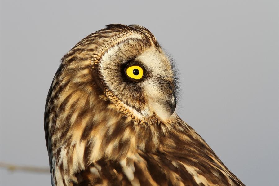 Short-eared Owl