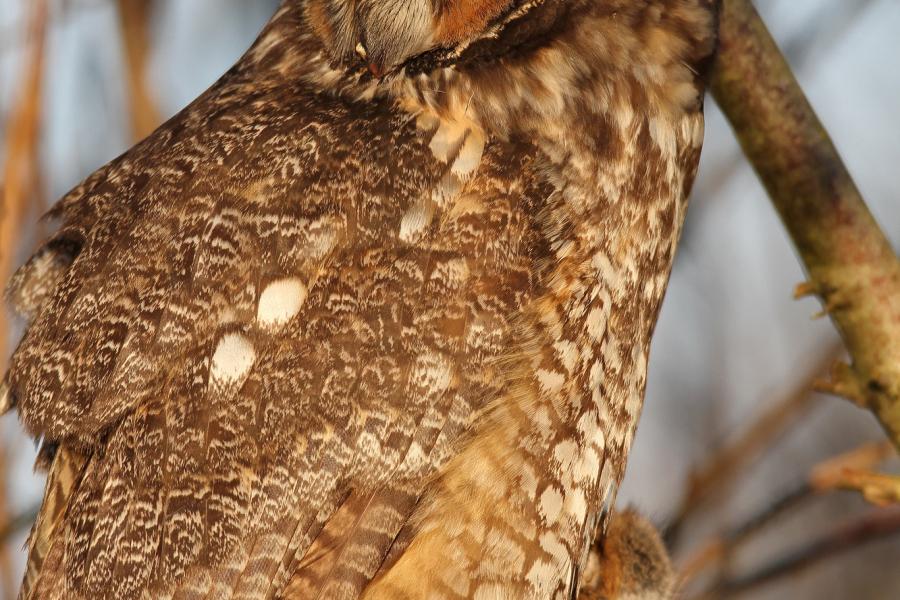 Long-eared Owl