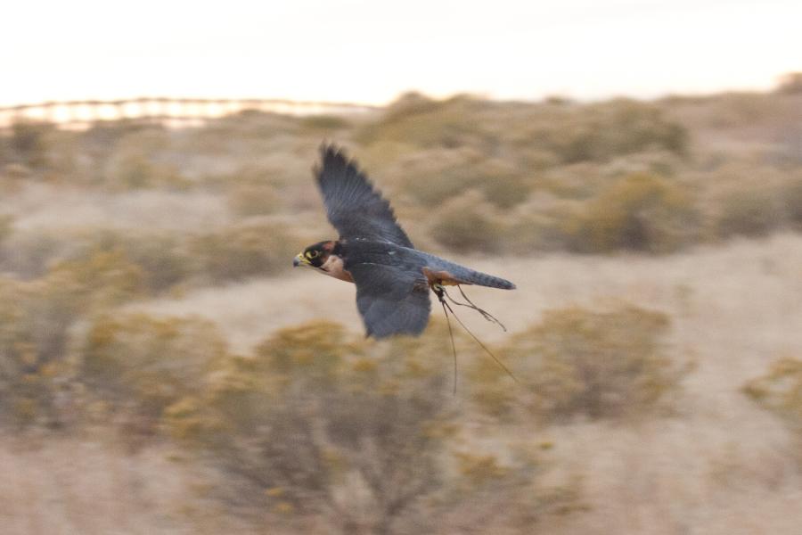Taita Falcon