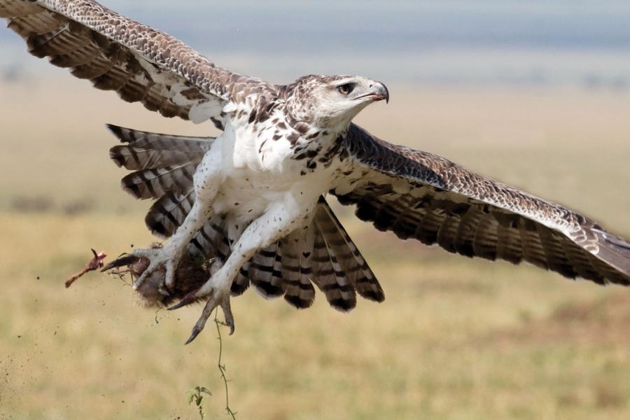 Martial Eagle