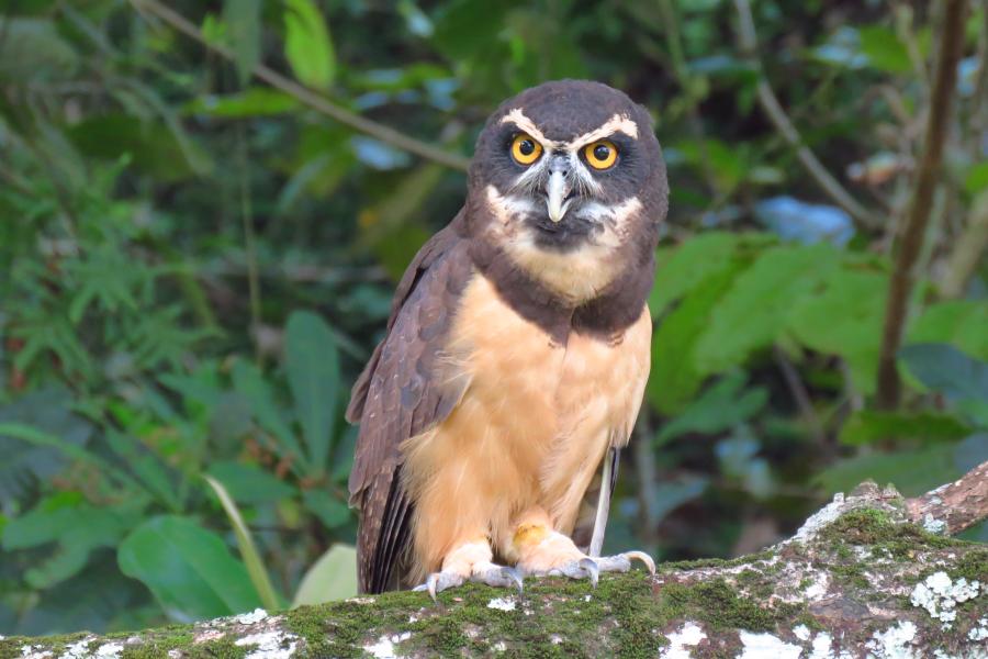 Spectacled Owl