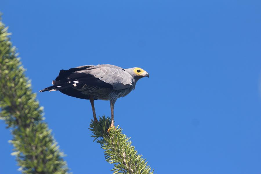 Madagascar Harrier Hawk