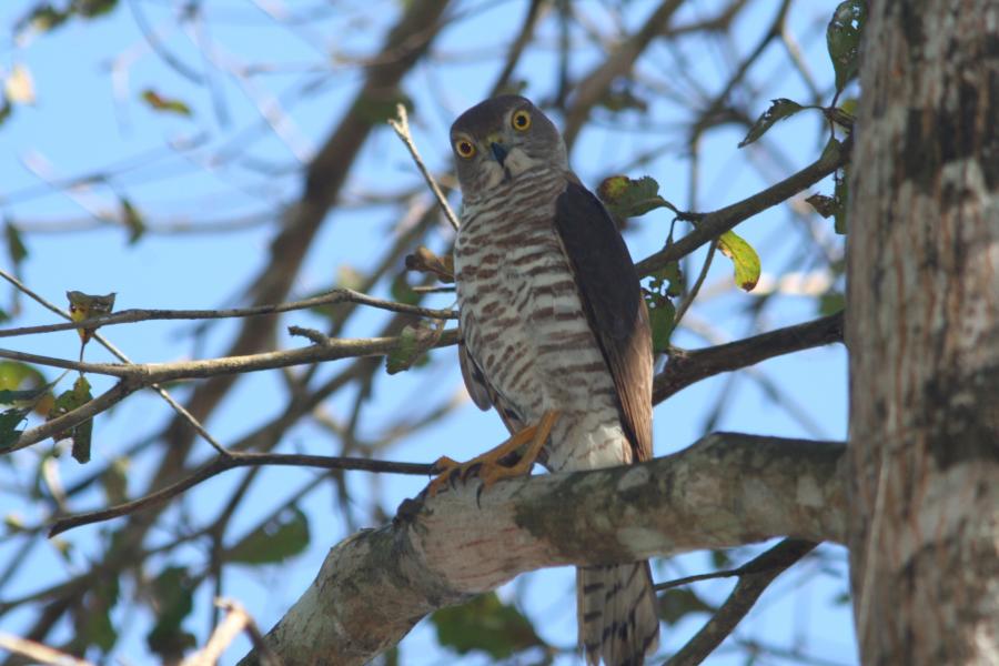 Frances's Sparrowhawk