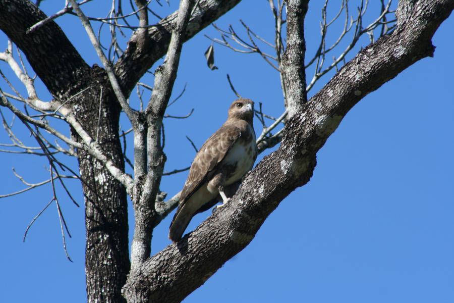 Madagascar Buzzard