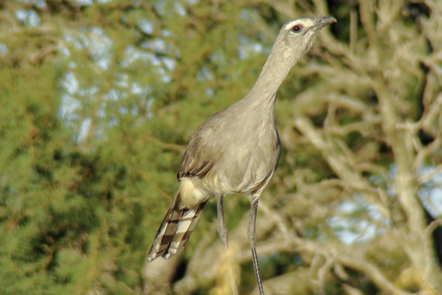Black-legged Seriema