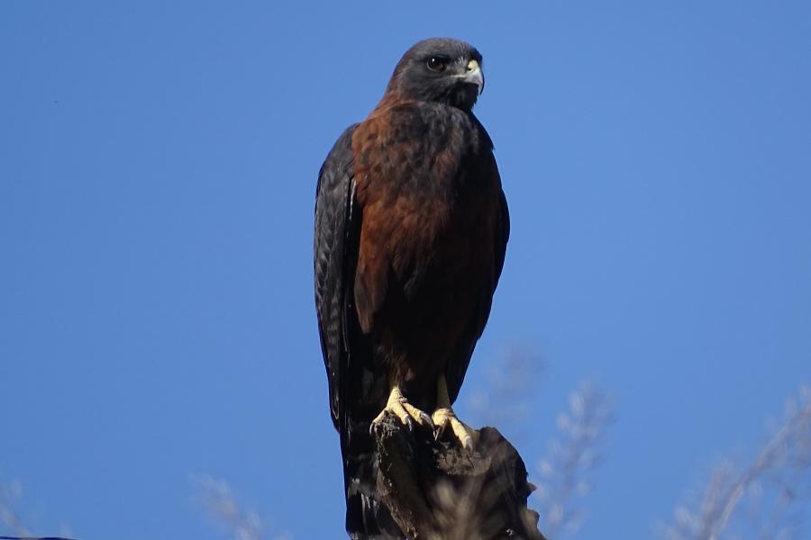 Variable Hawk Dark Morph