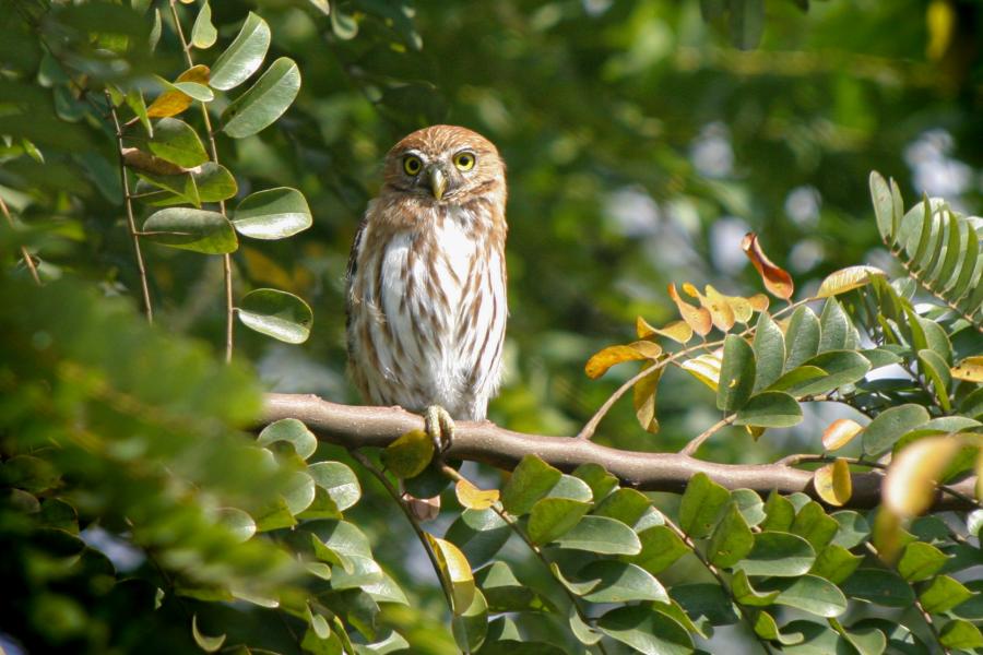 Ferruginous Pygmy-Owl