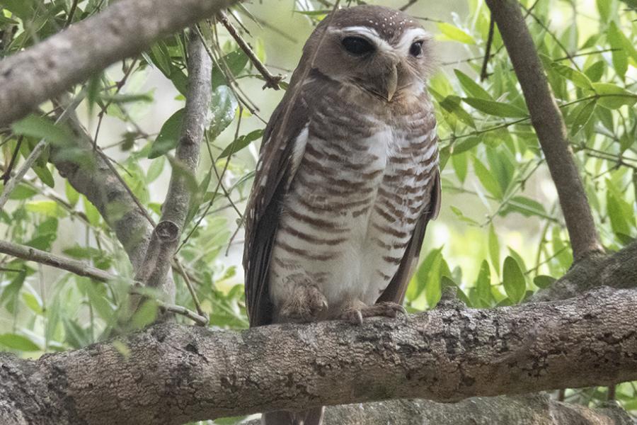 white-browed_owl