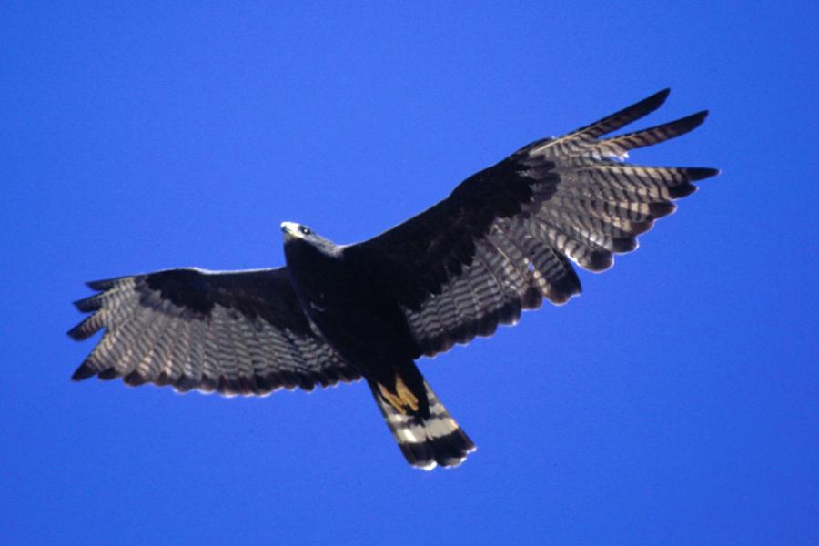 Zone-tailed Hawk in flight