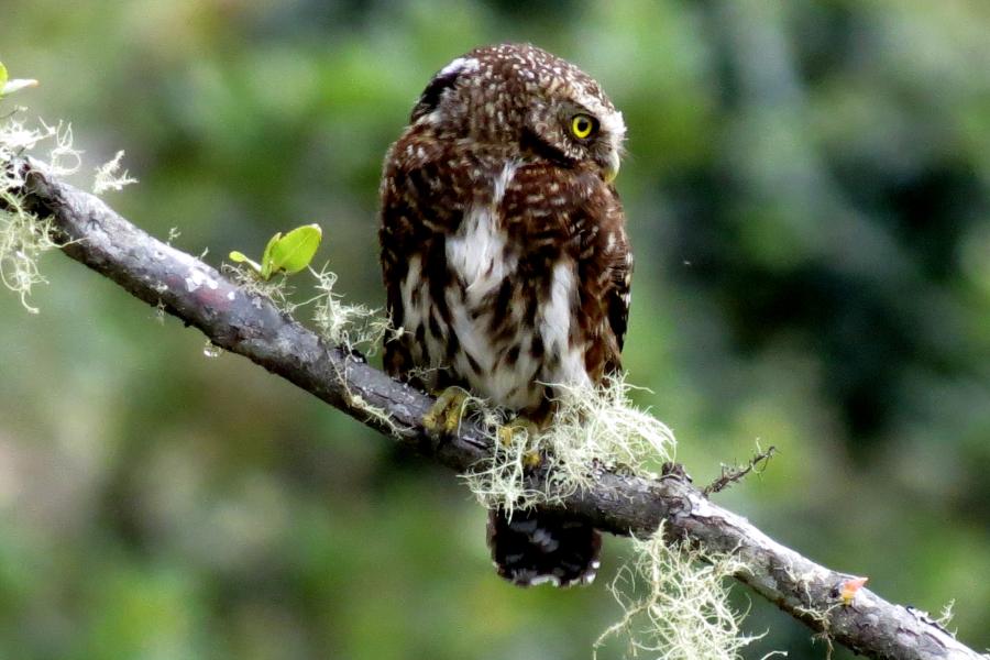 Yungas Pygmy-Owl