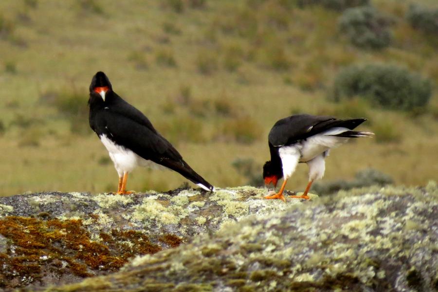 Mountain Caracara