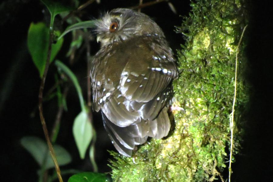 Long-whiskered Owlet