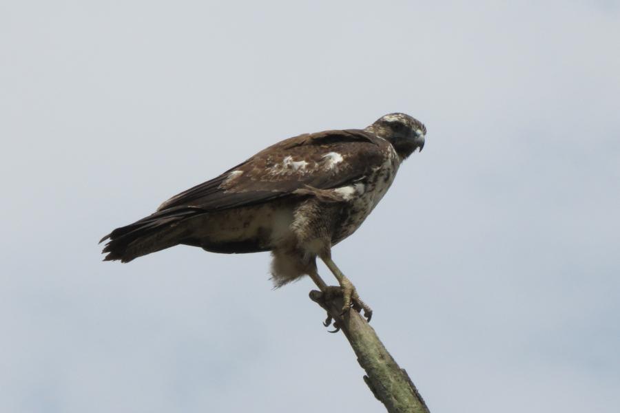 Black-chested Buzzard Eagle