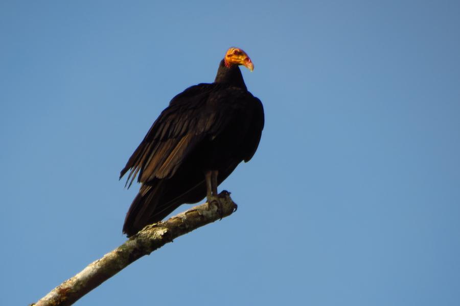 Greater Yellow-headed Vultur