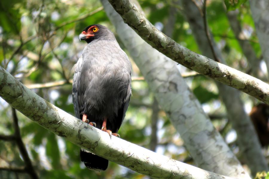 Slate-colored Hawk