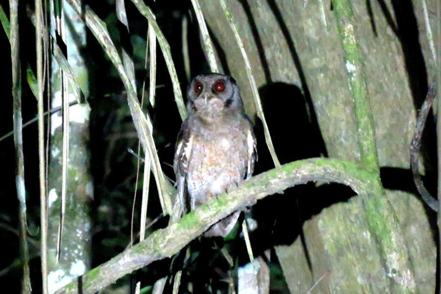 Tawny-bellied Screech-Owl