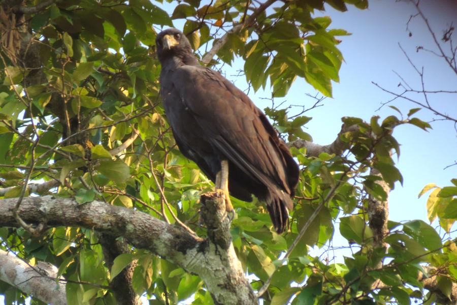 Great Black Hawk