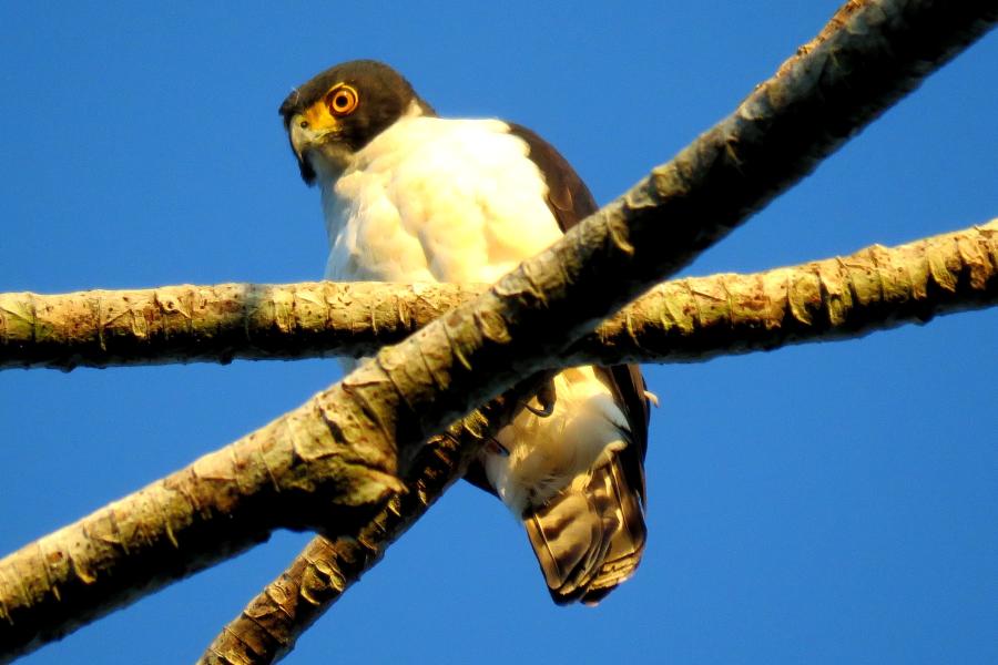 Gray-bellied Hawk