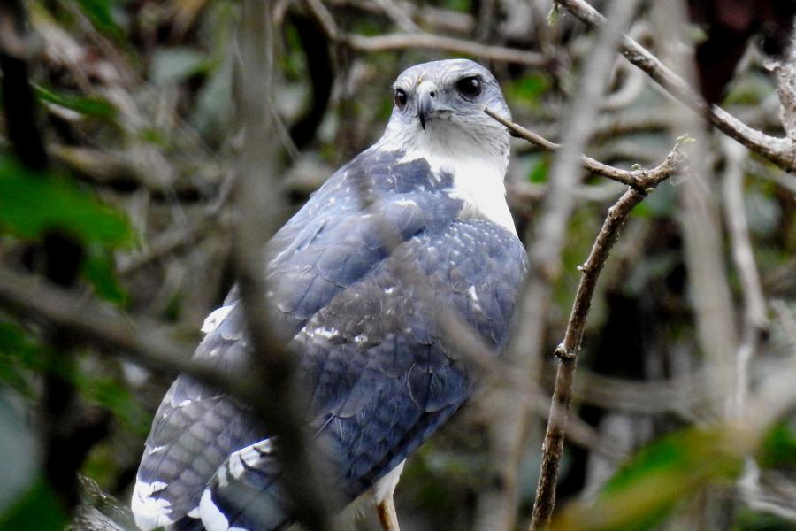 Gray-backed Hawk