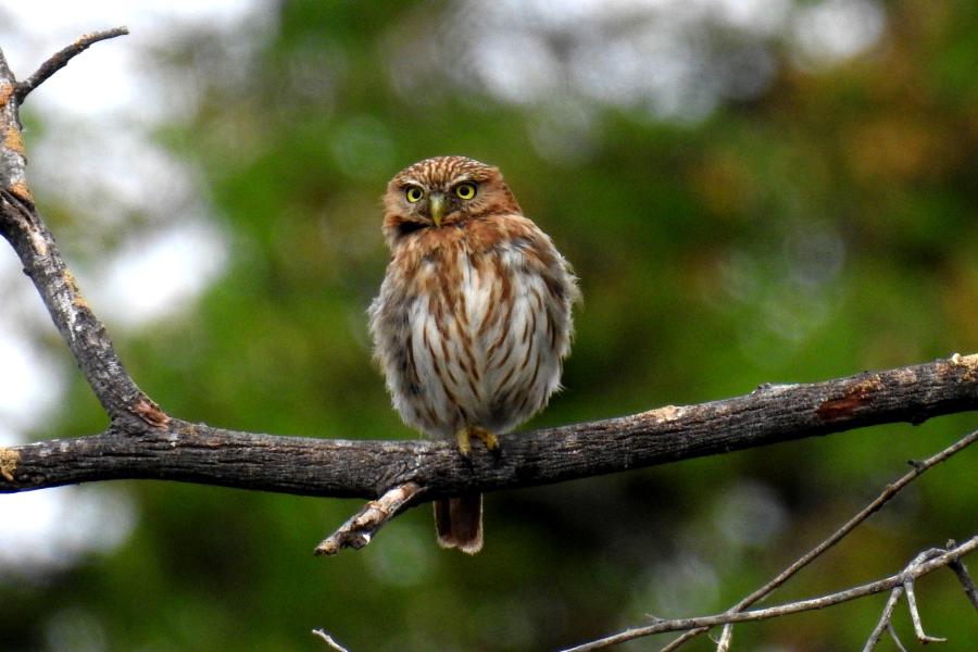 Peruvian Pygmy-Owl