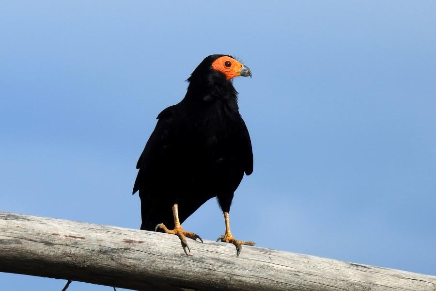 Black Caracara