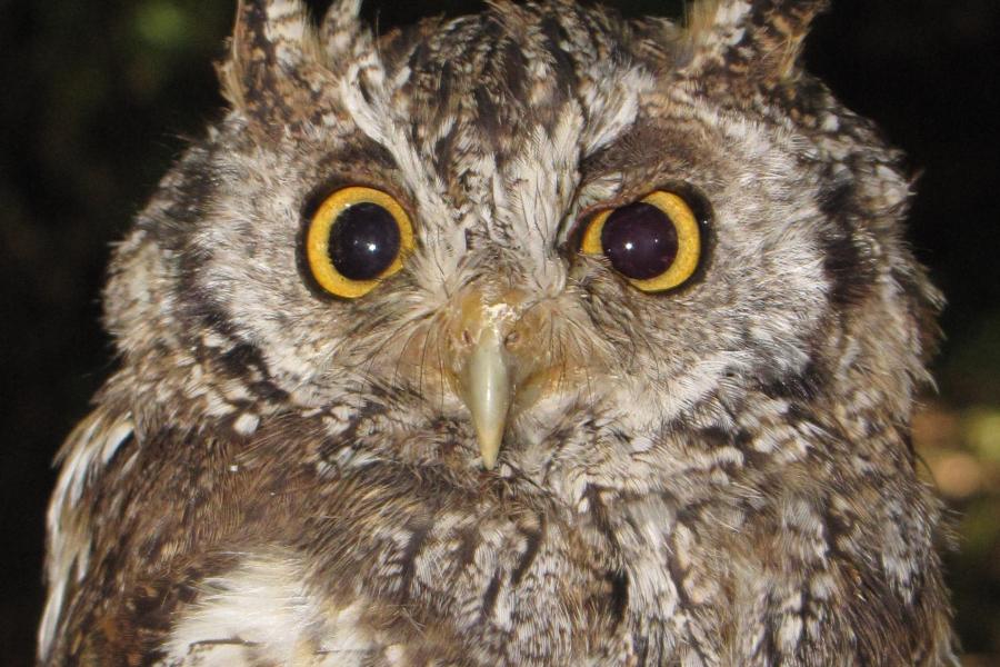 Koepcke's Screech-Owl
