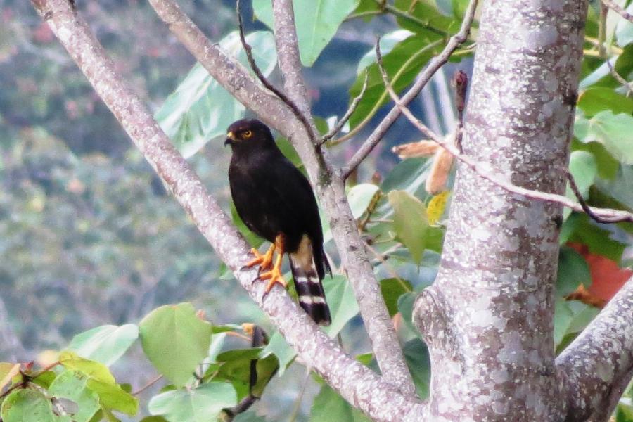 White-rumped Hawk