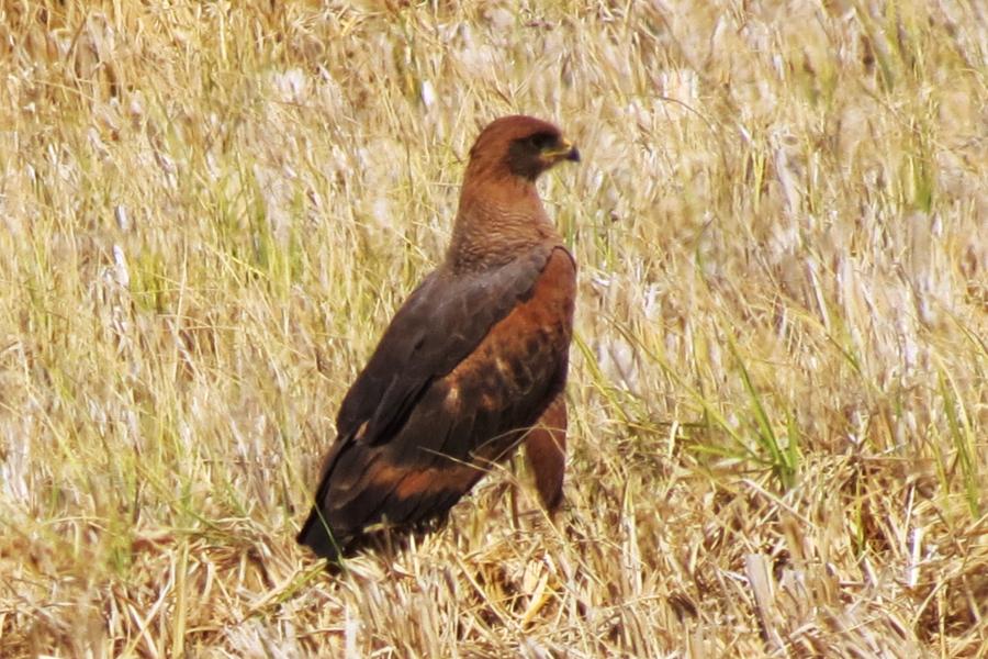 Savanna Hawk