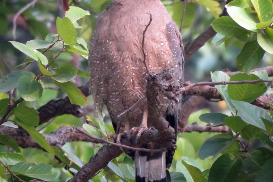 Crested Serpent-Eagle